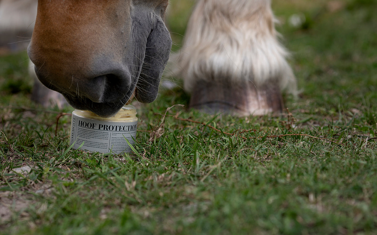 Hoof protection for horses Horse Master Goudron De Pin / Pine Tar 1 kg -  Hoof protectors - Hoof Care