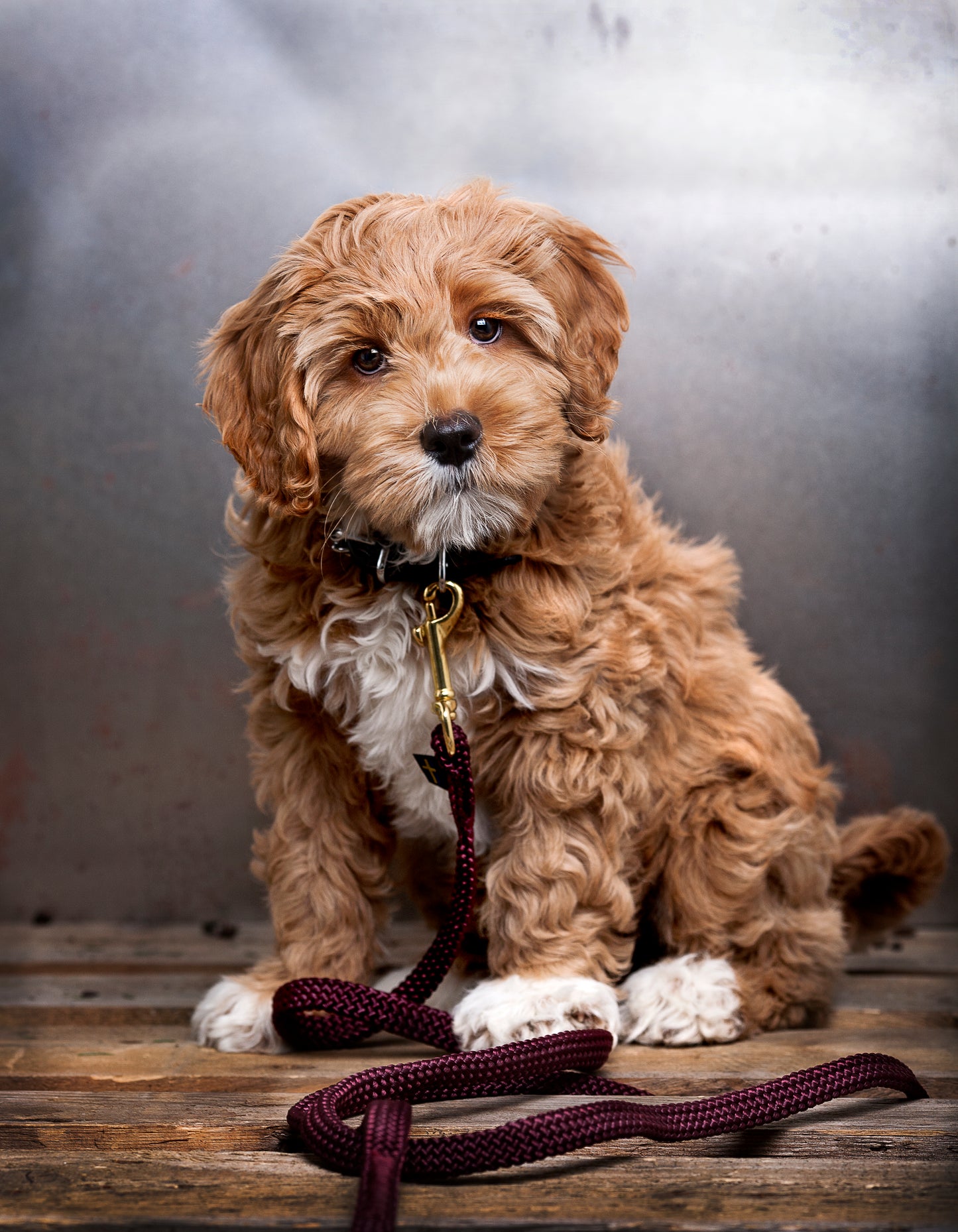 Dog leash with brass shaker